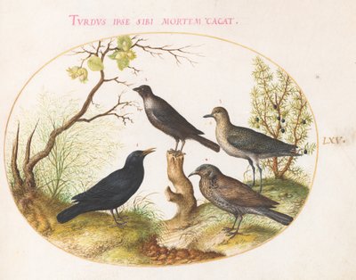 Merel, spreeuw(?) en andere vogels (plaat 65) door Joris Hoefnagel