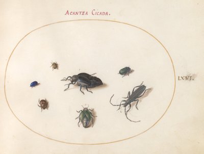 Plaat 66: Twee oliekevers, een boktor en vier andere insecten door Joris Hoefnagel