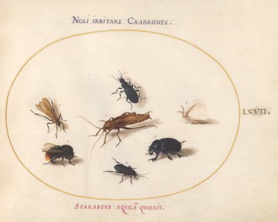 Plaat 67: Zeven Insecten, Inclusief een Witte Vlinder en een Bij door Joris Hoefnagel