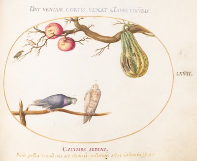 Plaat 67: Twee duiven onder een kalebas en appels door Joris Hoefnagel