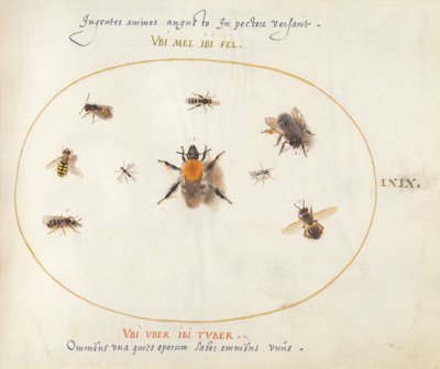 Plaat 69: Negen bijen en andere insecten door Joris Hoefnagel