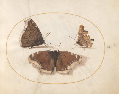  door Joris Hoefnagel