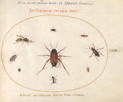 Plaat 70: Een Voorn Omringd door Insecten door Joris Hoefnagel