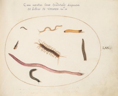 Plaat 70: Worm, Duizendpoot, Miljoenpoot, en Andere Lange Wezens door Joris Hoefnagel
