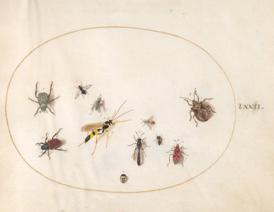 Plaat 72: Schildwants, kaneelwants, wesp en andere insecten door Joris Hoefnagel