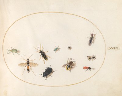 Plate 73: Tien Insecten door Joris Hoefnagel