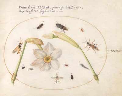Plaat 74: Insecten met Witte Narcissen door Joris Hoefnagel