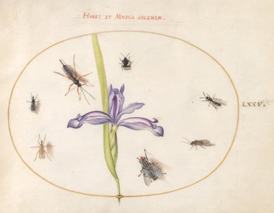 Plaat 75: Een Vlieg en Andere Insecten met een Iris door Joris Hoefnagel
