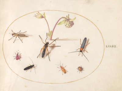 Plaat 76: Insecten met een Roze en Crème Akelei door Joris Hoefnagel