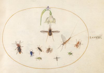 Plaat 77: gestippelde wolzwever met een witte bloem, een eendagsvlieg, een blauwe snuitkever en andere insecten door Joris Hoefnagel