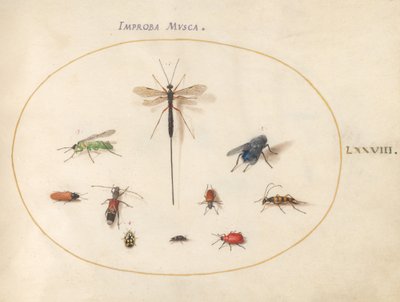 Plaat 78: Tien insecten, waaronder een blauwe vlieg door Joris Hoefnagel