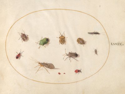 Plaat 79: Twaalf Insecten, Inclusief Schildwantsen door Joris Hoefnagel