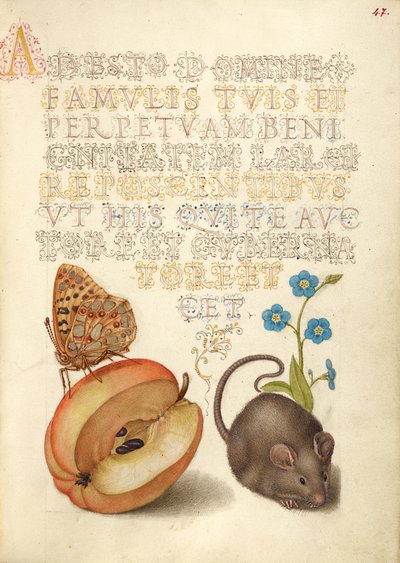 Kleine parelmoervlinder, appelmoervlinder, muis en sluipend vergeet-mij-nietje door Joris Hoefnagel