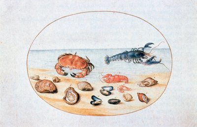 Schelpen en Schaaldieren, 16e eeuw door Joris Hoefnagel