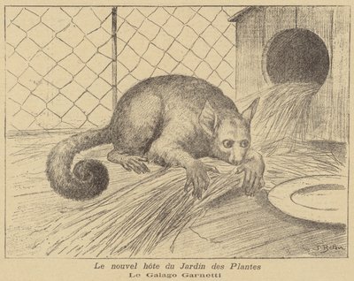 Garnetts Galago, nieuwe bewoner van de Jardin des Plantes door Jose Belon