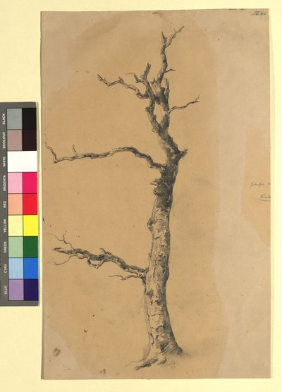 Studie eines kahlen Baumes door Josef Kriehuber