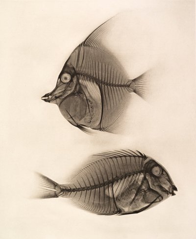 Historische röntgenfoto van een Moorse Idol (Zanclus Cornutus) en een Blauwgerande Chirurgijnvis (Acanthurus Nigros) 1896 (foto) door Josef Maria Eder