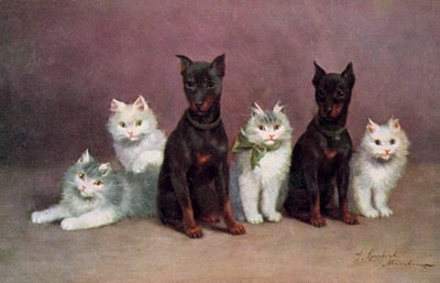Katten ansichtkaart door Josef Sperlich