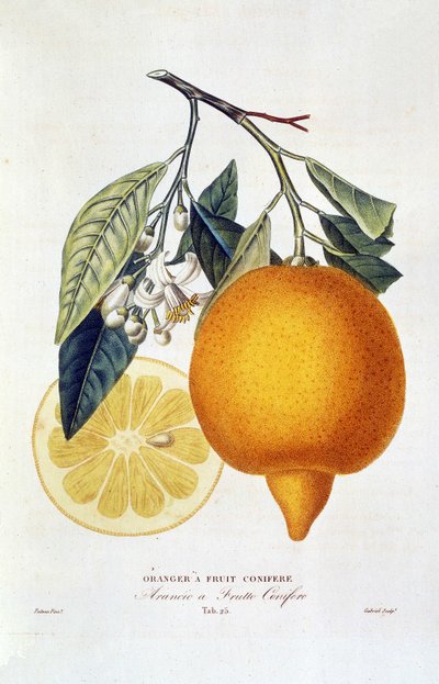 Citrus: sinaasappelplant met bloem. 