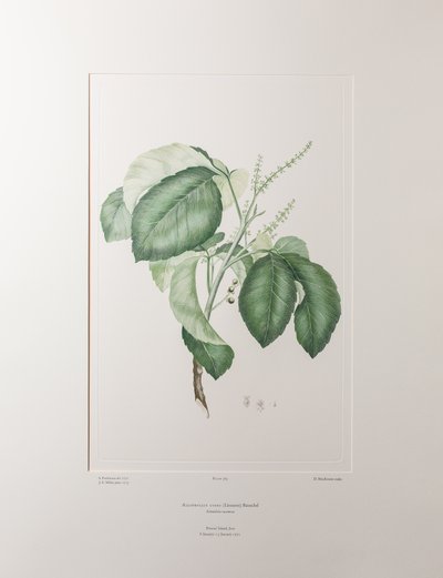 Allophyllus cobbe (Sapindaceae) - Plaat 365, Banks