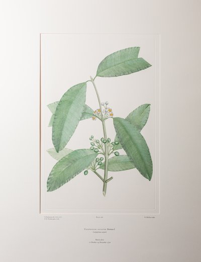 Calophyllum soulattri (Guttiferae) - Plaat 362, Banks