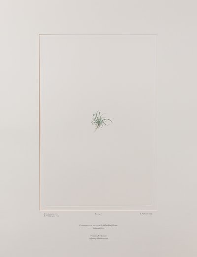 Colobanthus apetalus (Caryophyllaceae) - Plaat 414, Banks