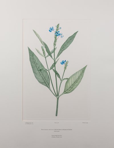 Eranthemum nervosa (Acanthaceae) - Plaat 378, Banks
