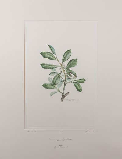 Heberdenia bahamensis (Myrsinaceae) - Plaat 395, Banks