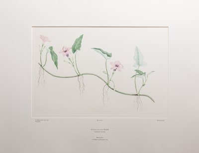 Ipomoea aquatica (Convolvulaceae) - Plaat 375, Banks