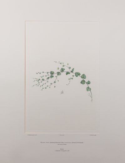 Kicksia spuria subsp. integrifolia (Scrophulariaceae) - Plaat 397, Banks