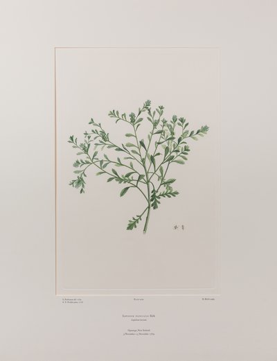 Lepidium flexicaule (Cruciferae) - Plaat 409, Banks