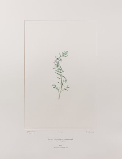 Lythrum junceum (Lythraceae) - Plaat 392, Banks