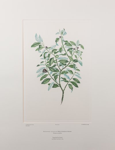 Pittosporum tenuifolium (Pittosporaceae) - Plaat 412, Banks