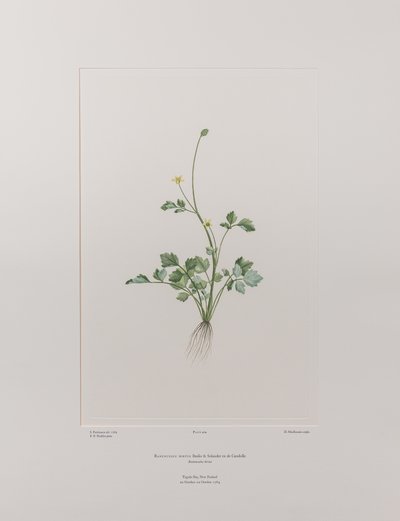 Ranunculus hirtus (Ranunculaceae) - Plaat 404, Banks