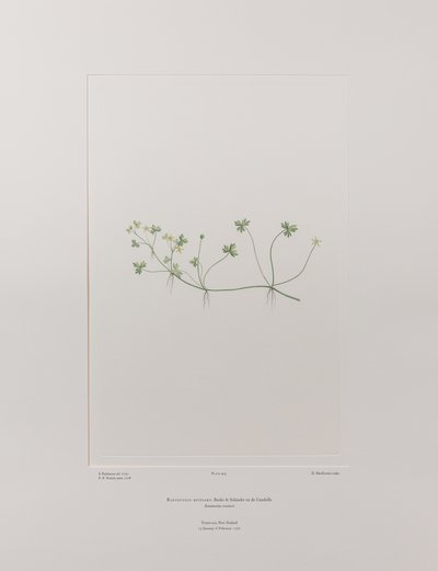 Ranunculus rivularis (Ranunculaceae) - Plaat 405, Banks