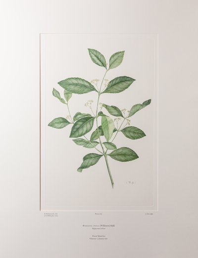 Reissantia indica (Celastraceae) - Plaat 363, Banks
