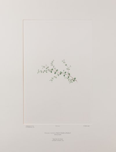 Stellaria parviflora (Caryophyllaceae) - Plaat 415, Banks