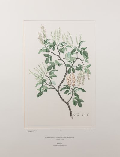 Weinmannia sylvicola (Cunoniaceae) - Plaat 436, Banks