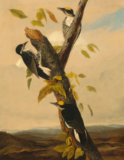 Drieteenspecht met zwarte rug, 1831-1833 door Joseph Bartholomew Kidd