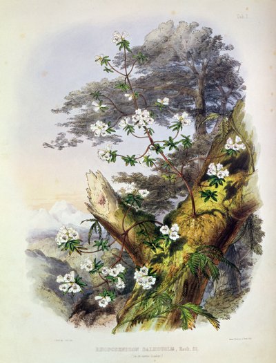 Rhododendron: Dalhousie, tekening uit 
