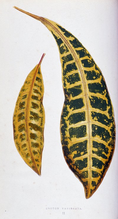 Croton blad variegata. Botanische plaat in "Planten met kleurrijk blad. Collectie van de meest opmerkelijke soorten gebruikt om tuinen, kassen en appartementen te versieren, door Edward Joseph Lowe en W. Howard, leden van de London Horticulture Society door Joseph Edward and Howard W Lowe