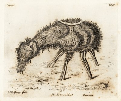 Het Groente Lam van Tartary door Joseph Halfpenny