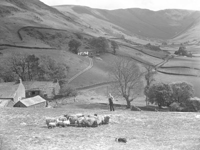 Een herder en zijn herdershond controleren een kudde schapen in een veld in Martindale door Joseph Hardman