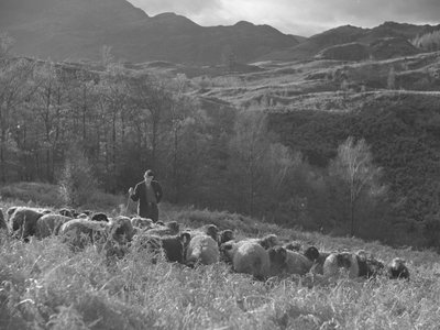 Een boer kijkt naar zijn kudde schapen, de bergen op de achtergrond door Joseph Hardman