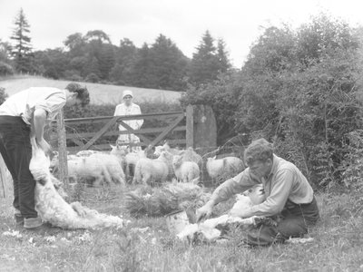 Een groep boeren in een veld die lammeren scheren door Joseph Hardman