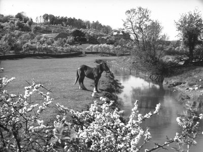 Bloesem op voorgrond met paard naast beek in weiland daarachter door Joseph Hardman