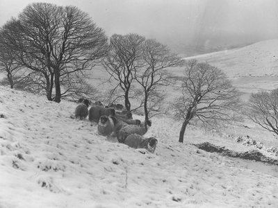 Schapen ineengedoken in zware wintersneeuw in de bergen door Joseph Hardman