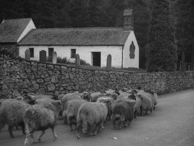 Schapen lopen over de weg buiten de kerk in Thirlmere door Joseph Hardman