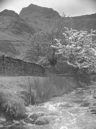 Uitzicht op bergbeek met bloesemboom op de voorgrond en Langdale Pikes op de achtergrond door Joseph Hardman