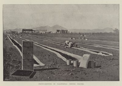 Fruitteelt in Californië, pruimen drogen door Joseph Holland Tringham